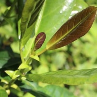 Aporosa latifolia Thwaites